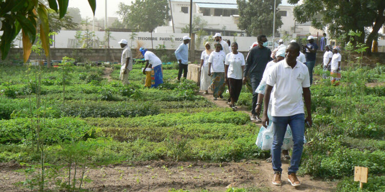 Tamba : Mission GIZ- Séye agrobusiness/Directeur de l’insertion du MFPAI au périmètre biodynamique du CCF