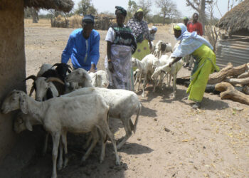 Tamba : Le PADAER II appuie le GIE Dirfel Aynabé de Ndoga Babacar en ovins…