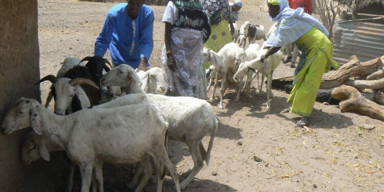 Tamba : Le PADAER II appuie le GIE Dirfel Aynabé de Ndoga Babacar en ovins…