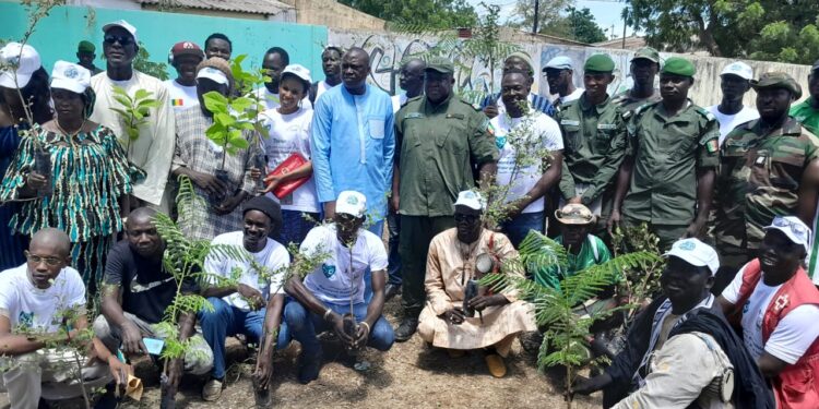 Tambacounda : «Un acteurs culturel, un arbre», le concept lancé pour la sauvegarde d’espèces locales menacées