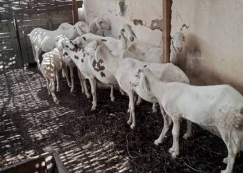 Tamba/urgent : La gendarmerie interpelle un jeune avec un troupeau de 9 moutons de races/Les propriétaires invités à se rendre à la brigade