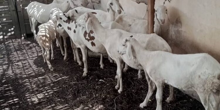 Tamba/urgent : La gendarmerie interpelle un jeune avec un troupeau de 9 moutons de races/Les propriétaires invités à se rendre à la brigade