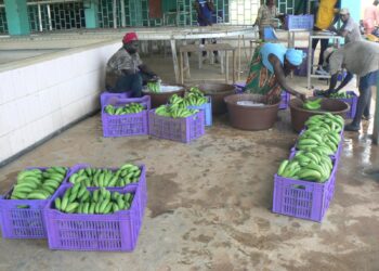 Tamba : [Vidéo]La Coopérative des Producteurs de la Vallée du Fleuve Gambie (COPROVAG), lancée
