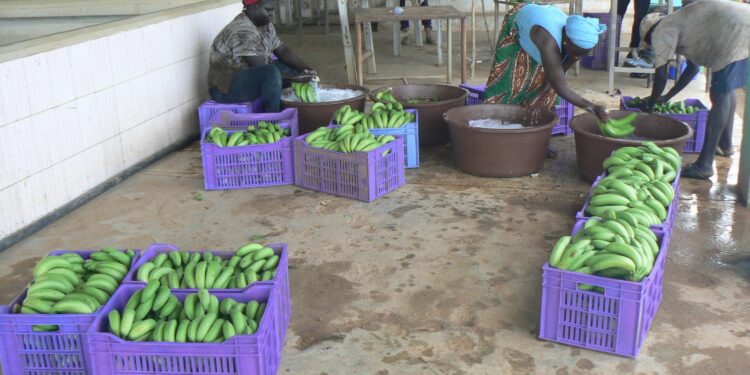 Tamba : [Vidéo]La Coopérative des Producteurs de la Vallée du Fleuve Gambie (COPROVAG), lancée