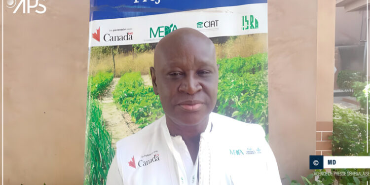 Tamba: Le baobab « peut changer des vies » (expert)