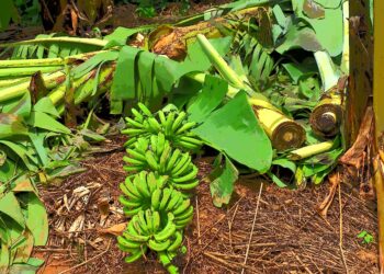 Tambacounda : Un vent violent a emporté plus de 40% de la production de banane des GIE de l’APROVAG