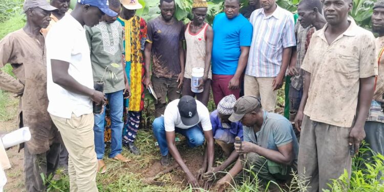 Tambacounda : Le Projet Tiers Sud Bey Daare au chevet des producteurs (sinistrés) de banane
