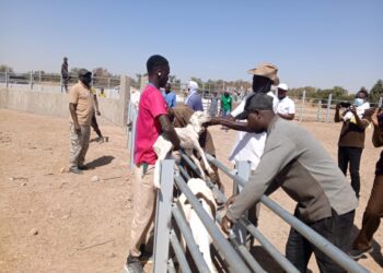 Koumpentoum : Le PRAPS 2 réalise 3 parcs de vaccination du bétail à hauteur 33 millions de franc cfa