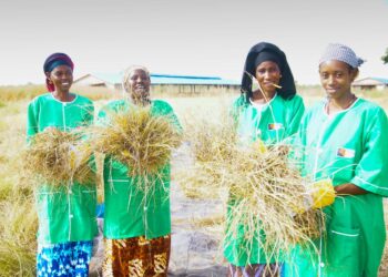 Tambacounda : Le Réseau FAR (Formation Agricole Rurale) International mis en œuvre par l’ISETA, valorise le fonio pour la souveraineté alimentaire