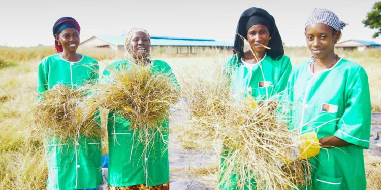 Tambacounda : Le Réseau FAR (Formation Agricole Rurale) International mis en œuvre par l’ISETA, valorise le fonio pour la souveraineté alimentaire