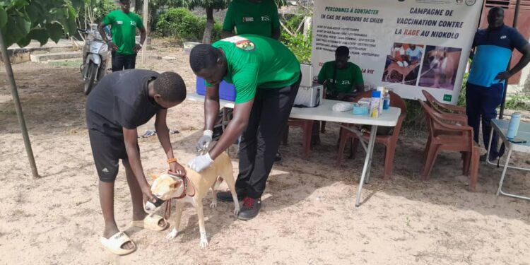 Tambacounda : Le Projet Lycaon célèbre la journée de lutte contre la rage célébrée et déroule une campagne de vaccination de chiens