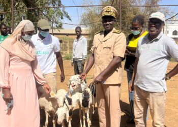 Bakel/Kidira : Le PADAER II distribue 340 petits ruminants aux OP